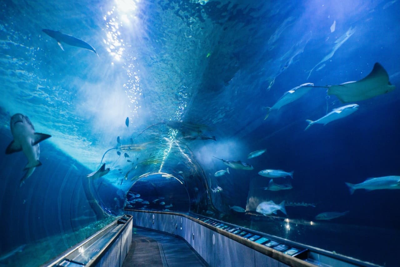 Aquarium of the Bay Ticket - მთავარი სურათი