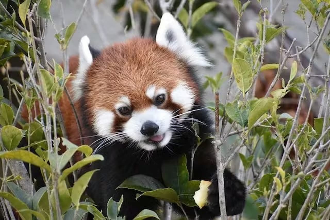 Nagoya-City Higashiyama Zoo and Botanical Gardens - სურათი 4
