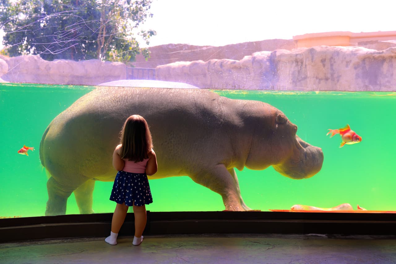 Dubai Safari Park Ticket - სურათი 17