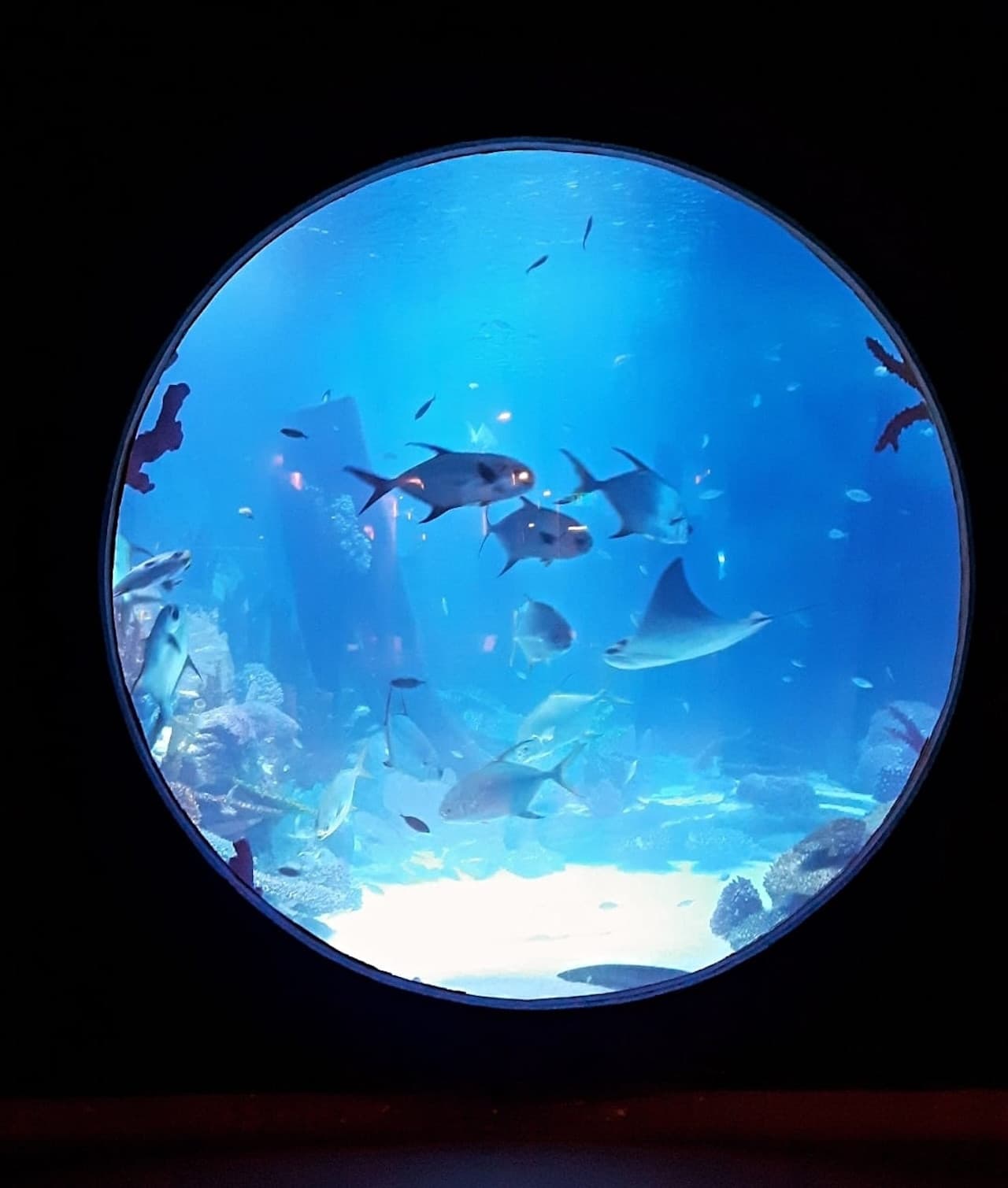 Emaar Aquarium and Underwater Zoo Ticket - სურათი 3
