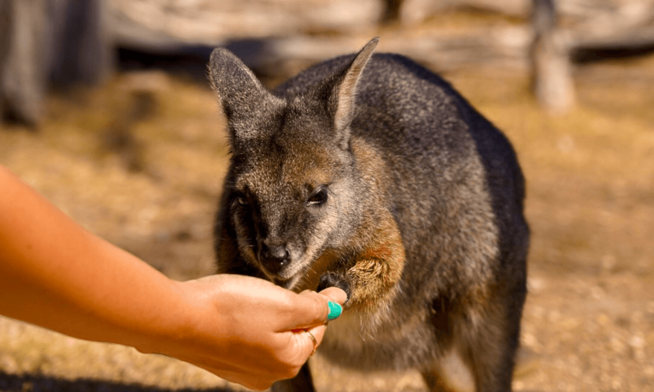 Phillip Island with Penguin Parade Eco Tour - სურათი 37