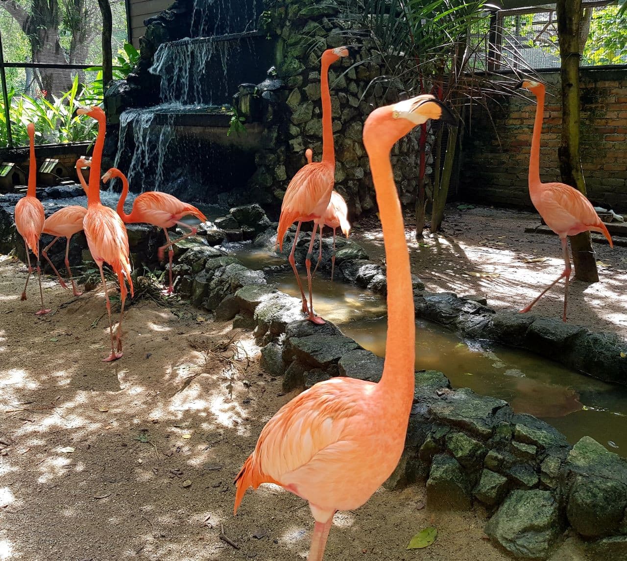 Penang Bird Park - სურათი 3
