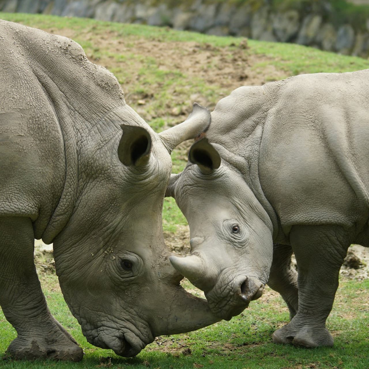 ZooParc de Beauval Ticket - სურათი 14
