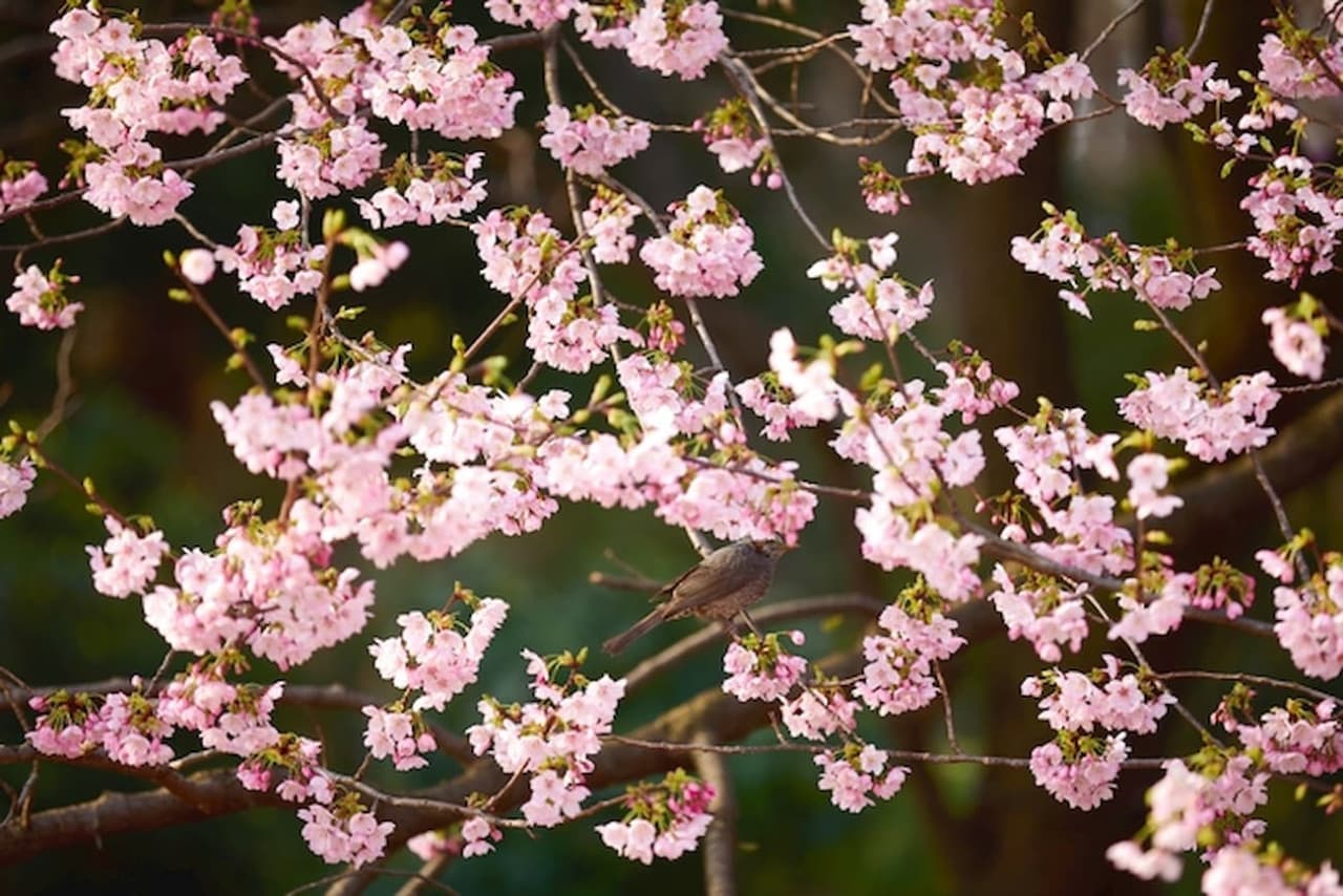 Shinjuku Gyoen National Garden Ticket - სურათი 3