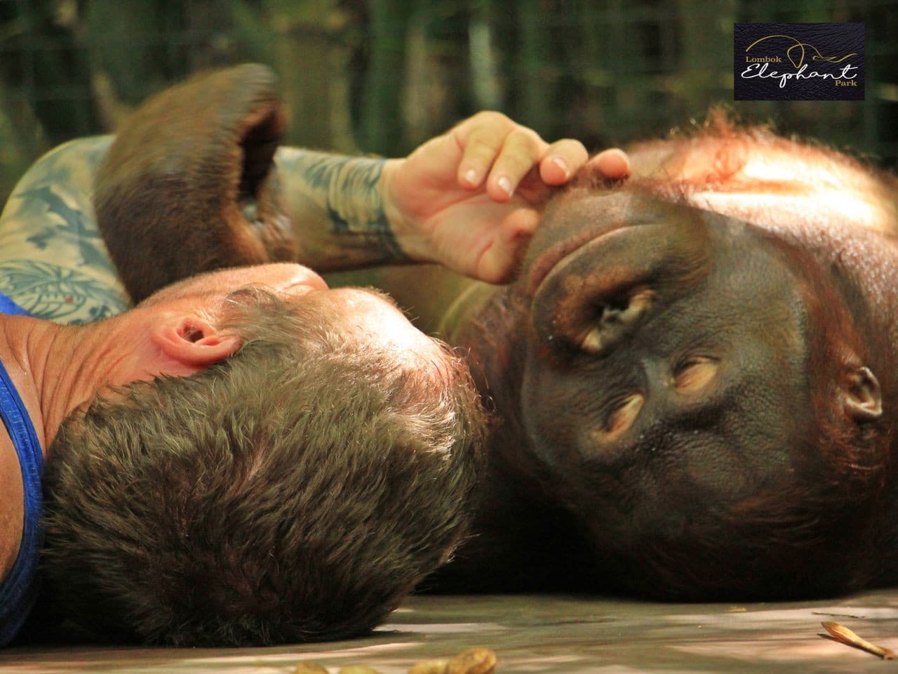 Lombok Wildlife Park Orangutan Interaction - სურათი 4