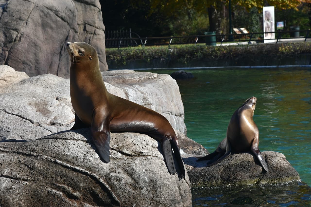 Bronx Zoo - სურათი 11