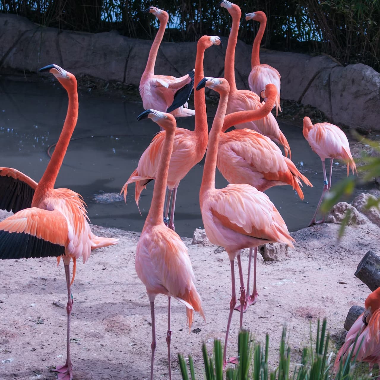 Zoo Aquarium Madrid - სურათი 3