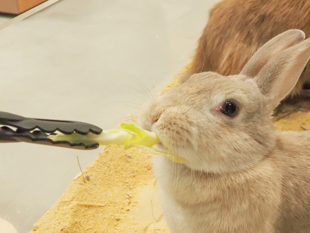 Moff Animal Cafe Lalaport Fukuoka Ticket - სურათი 5