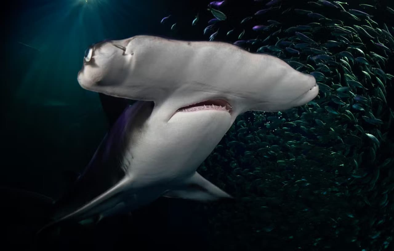 Georgia Aquarium: Fast Track Ticket - სურათი 14