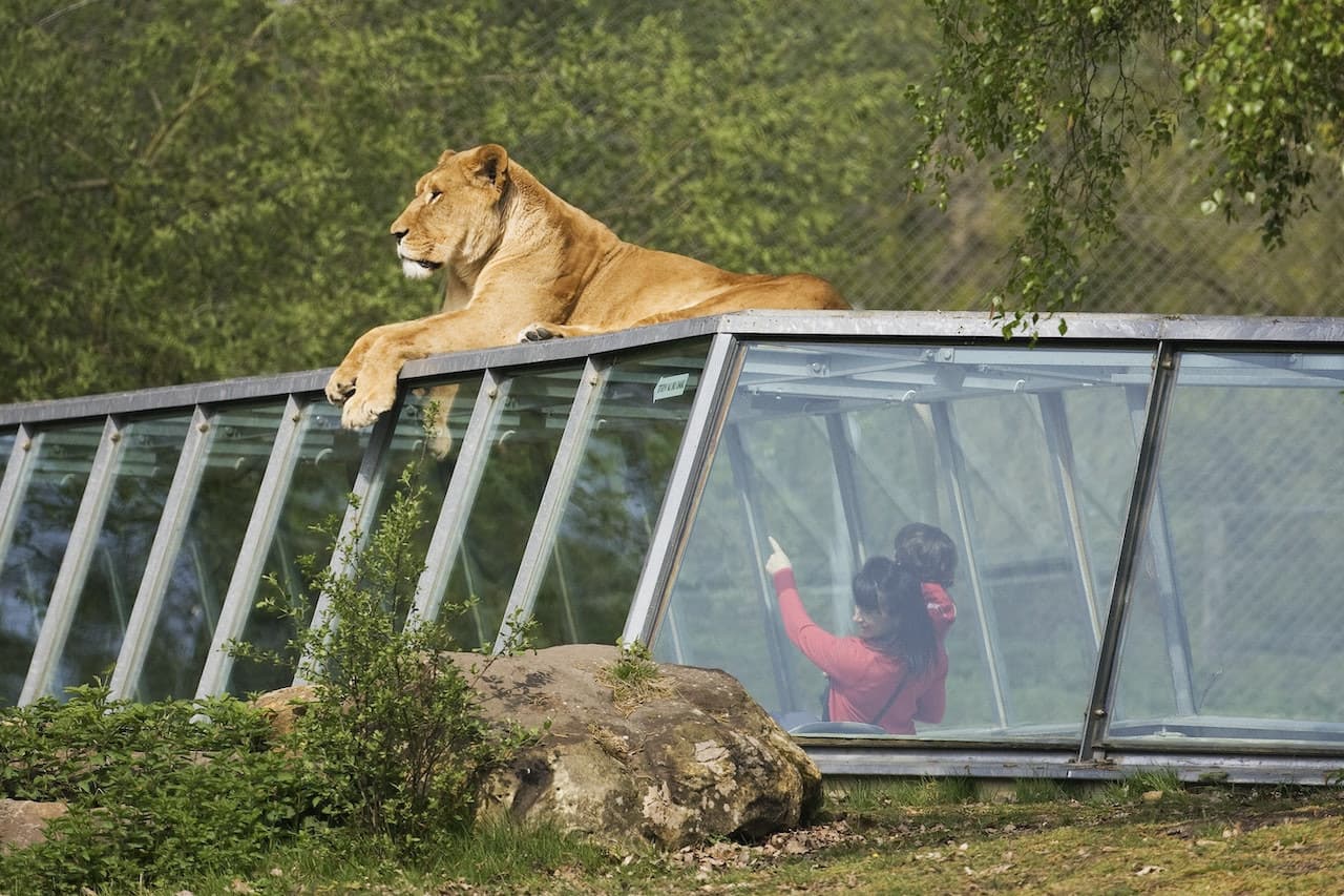 Thoiry ZooSafari: Skip The Line - სურათი 11