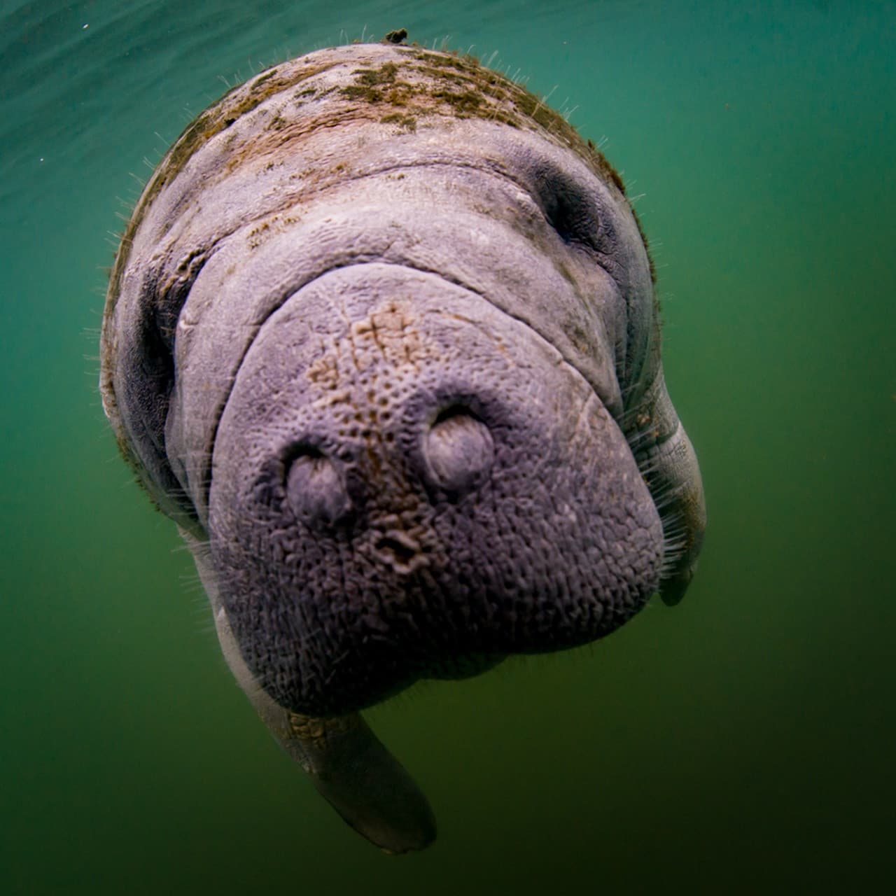 Florida Nature Coast Tour: Crystal River with Manatees Snorkelling, Homosassa State Park - სურათი 7