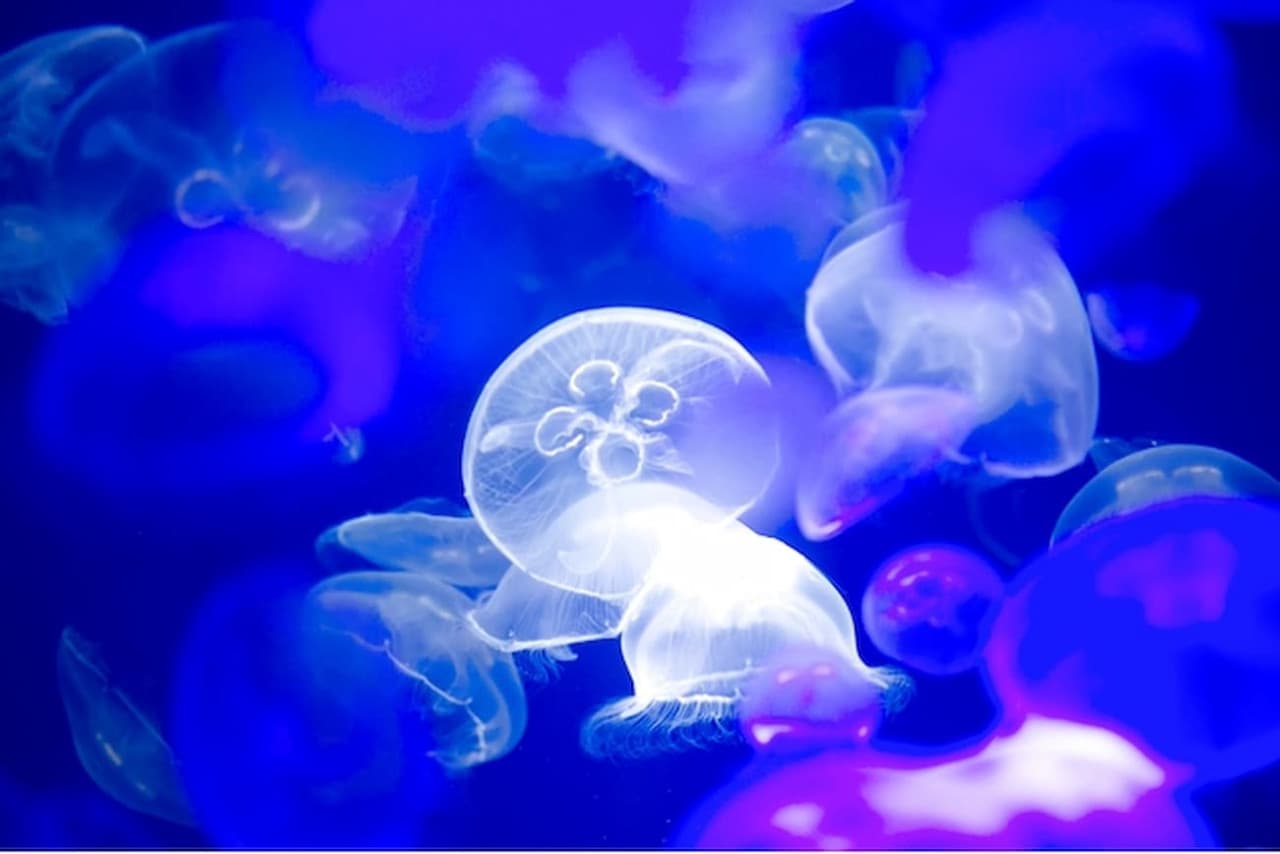 Aqua World Ibaraki Prefectural Oarai Aquarium Ticket - მთავარი სურათი