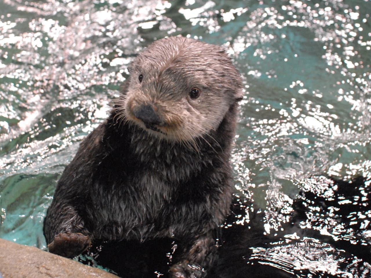 Marine World Uminonakamichi - სურათი 2