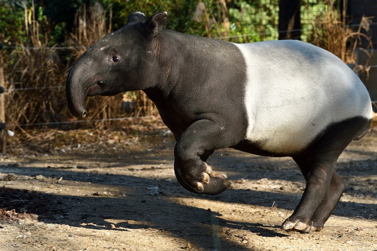 Ménagerie, Zoo of the Jardin des Plantes - სურათი 2