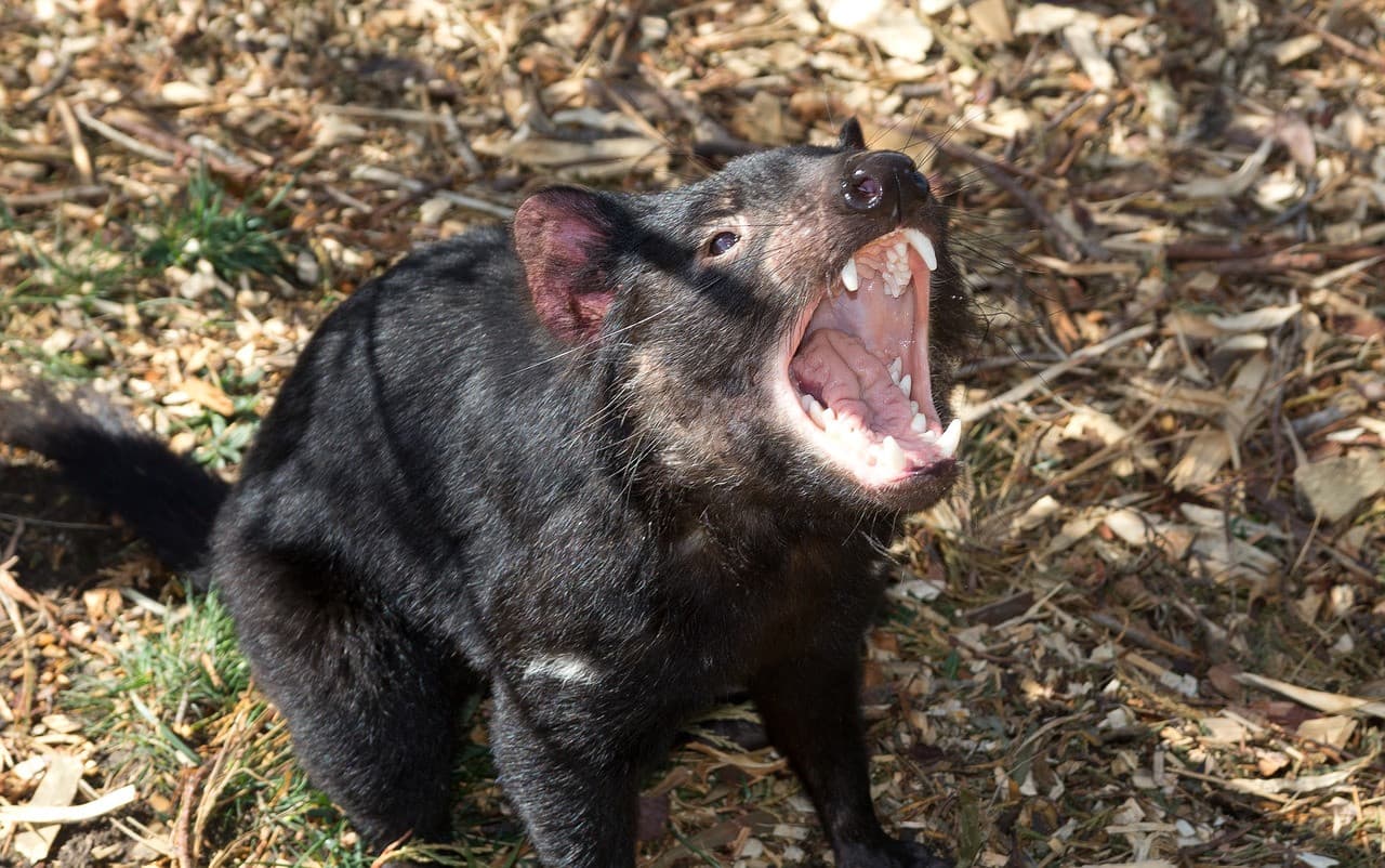 Bonorong Wildlife Sanctuary and Hobart City Tour - სურათი 17