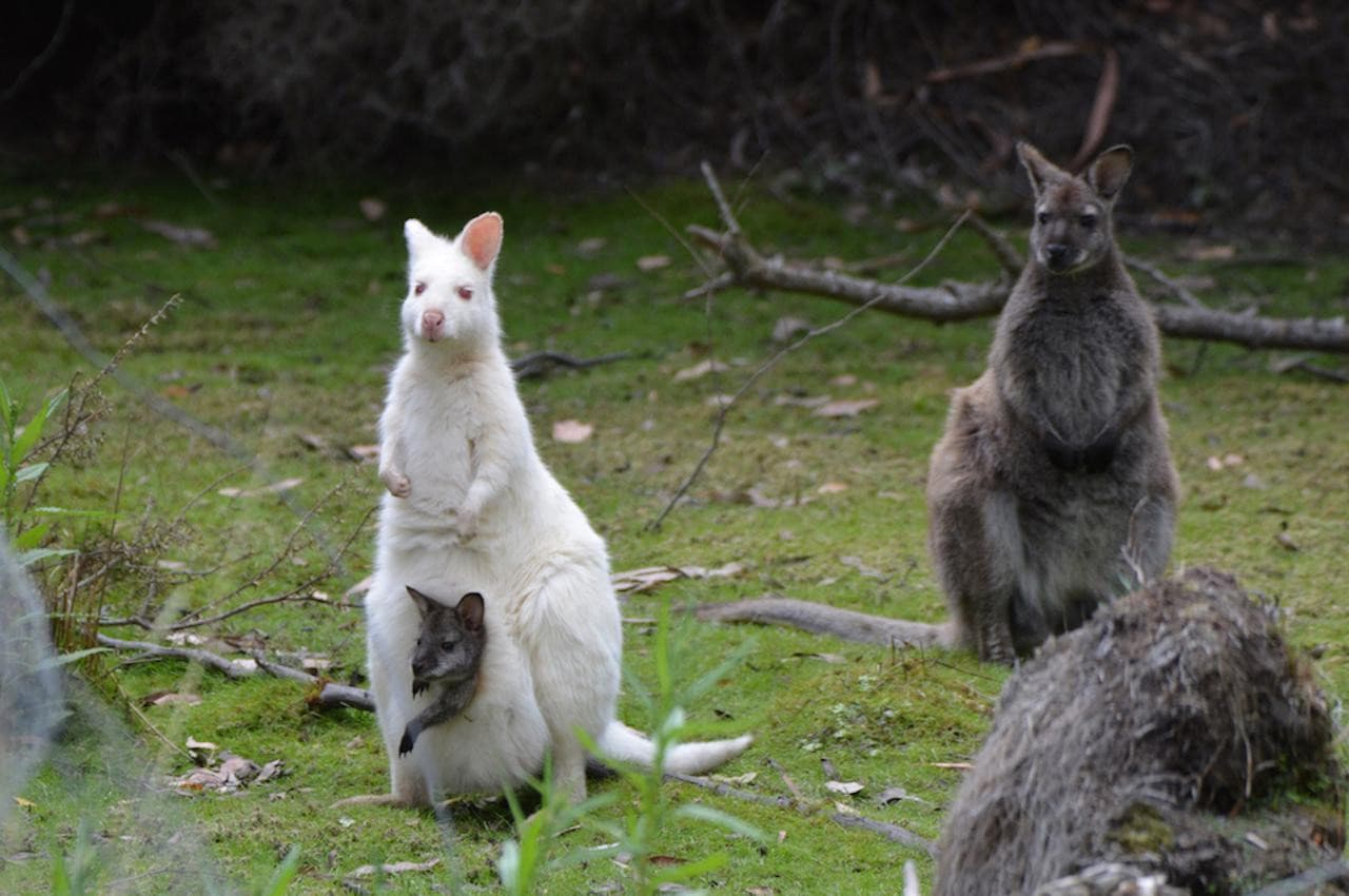 Bruny Island Full-Day Tour from Hobart - სურათი 3