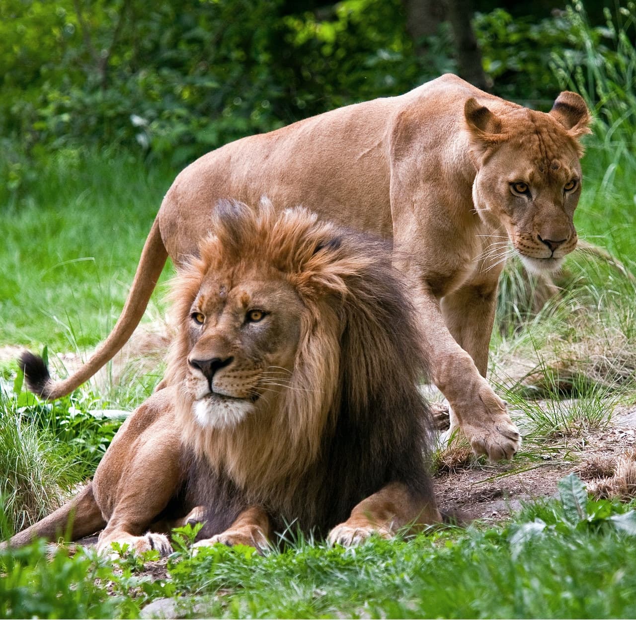 Bronx Zoo - სურათი 4