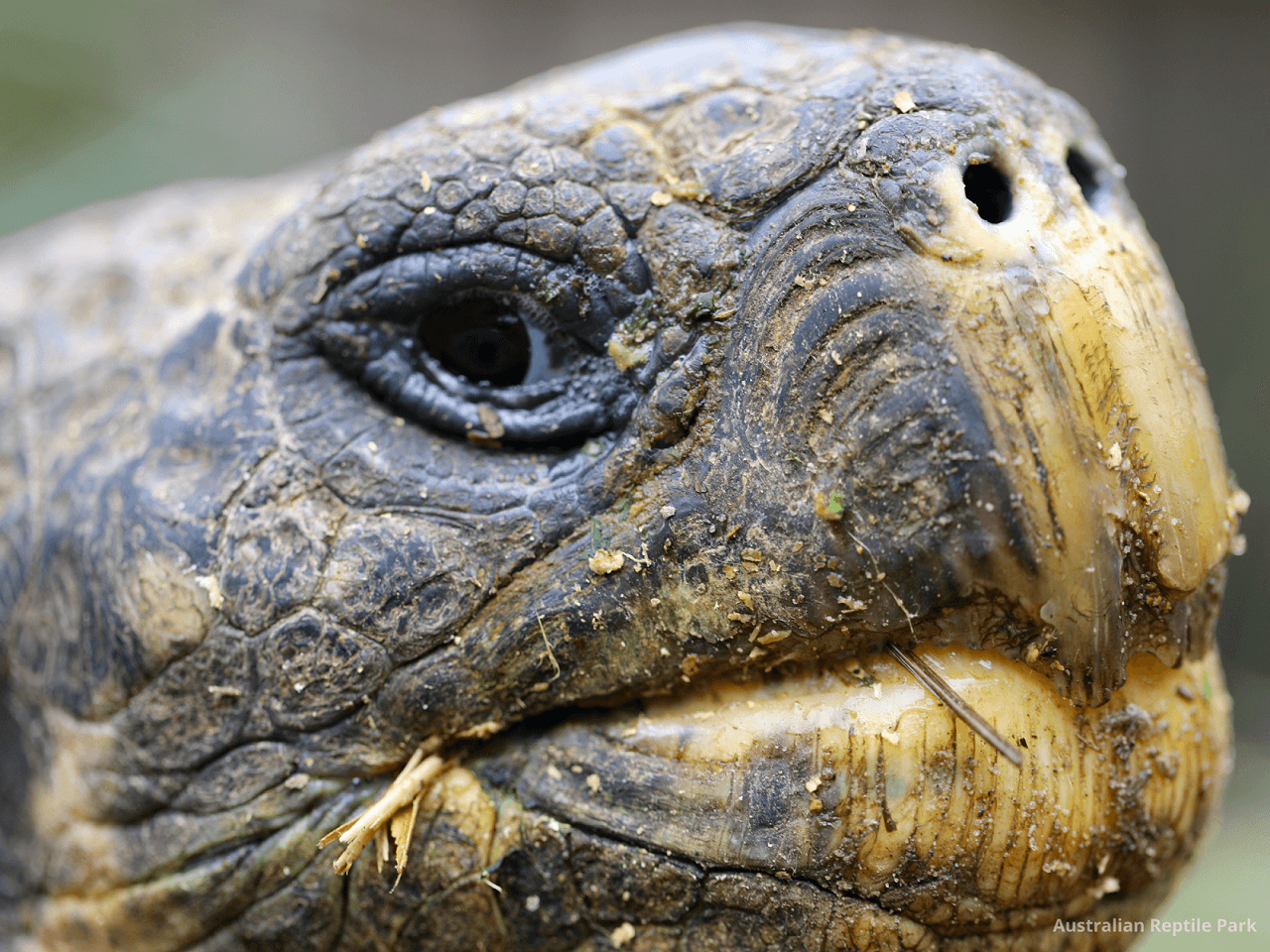 Australian Reptile Park - სურათი 9