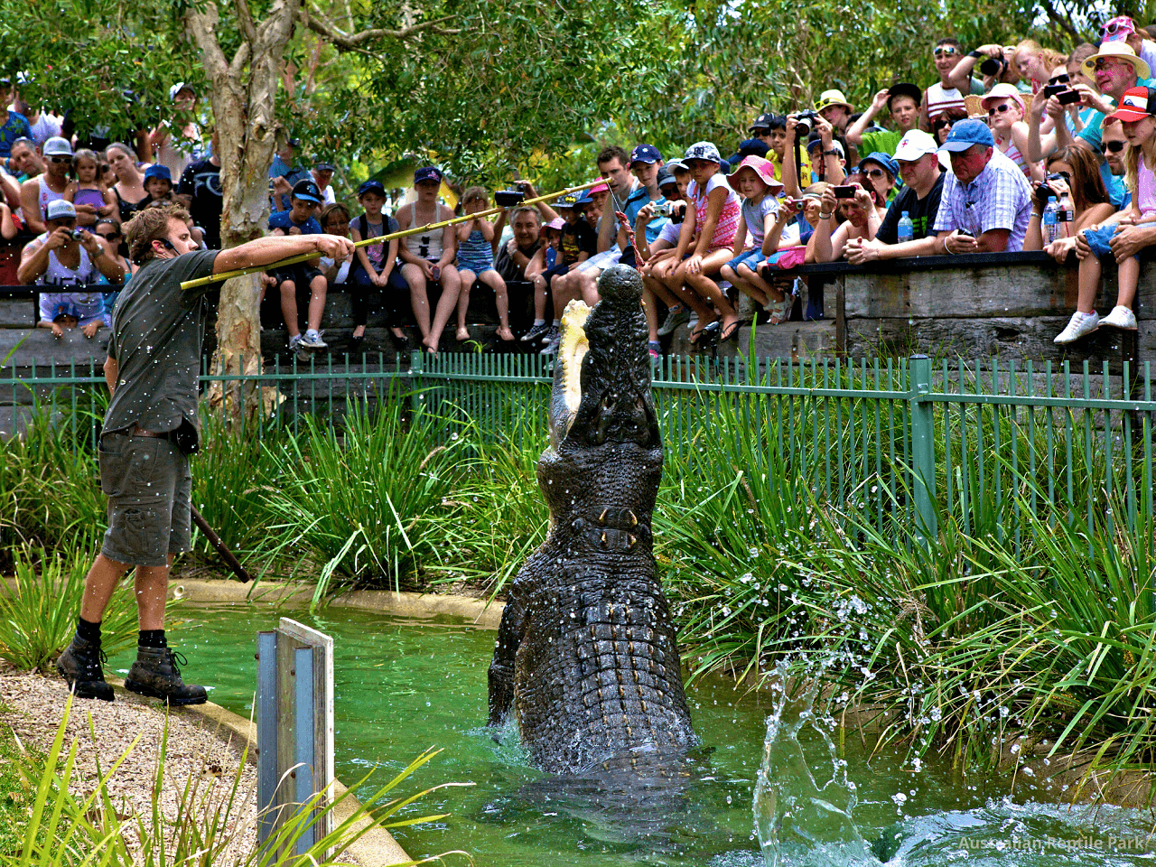 Australian Reptile Park - სურათი 3