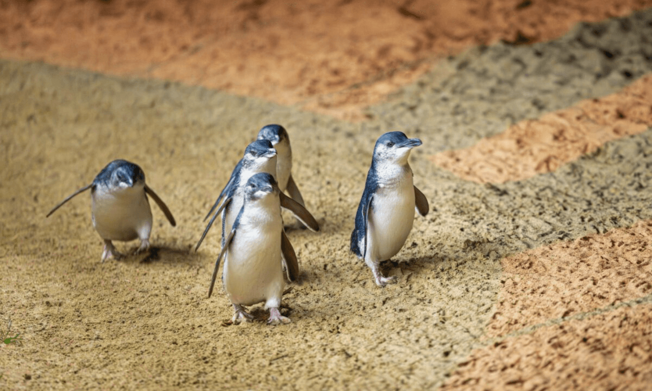 Phillip Island with Penguin Parade Eco Tour - სურათი 29