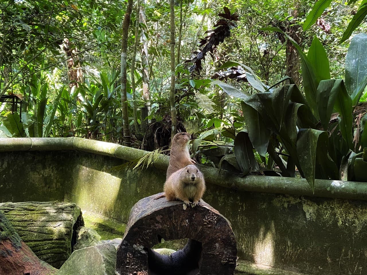 Batu Caves and Kuala Gandah Elephant Sanctuary Full-Day Tour from Kuala Lumpur - სურათი 13