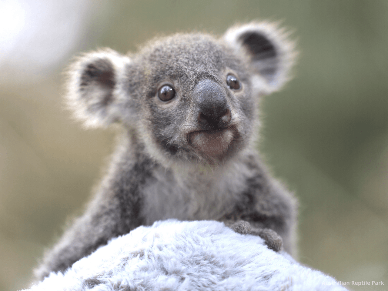 Australian Reptile Park - სურათი 24