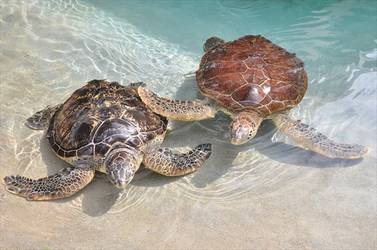 Enoshima Aquarium Ticket - სურათი 7