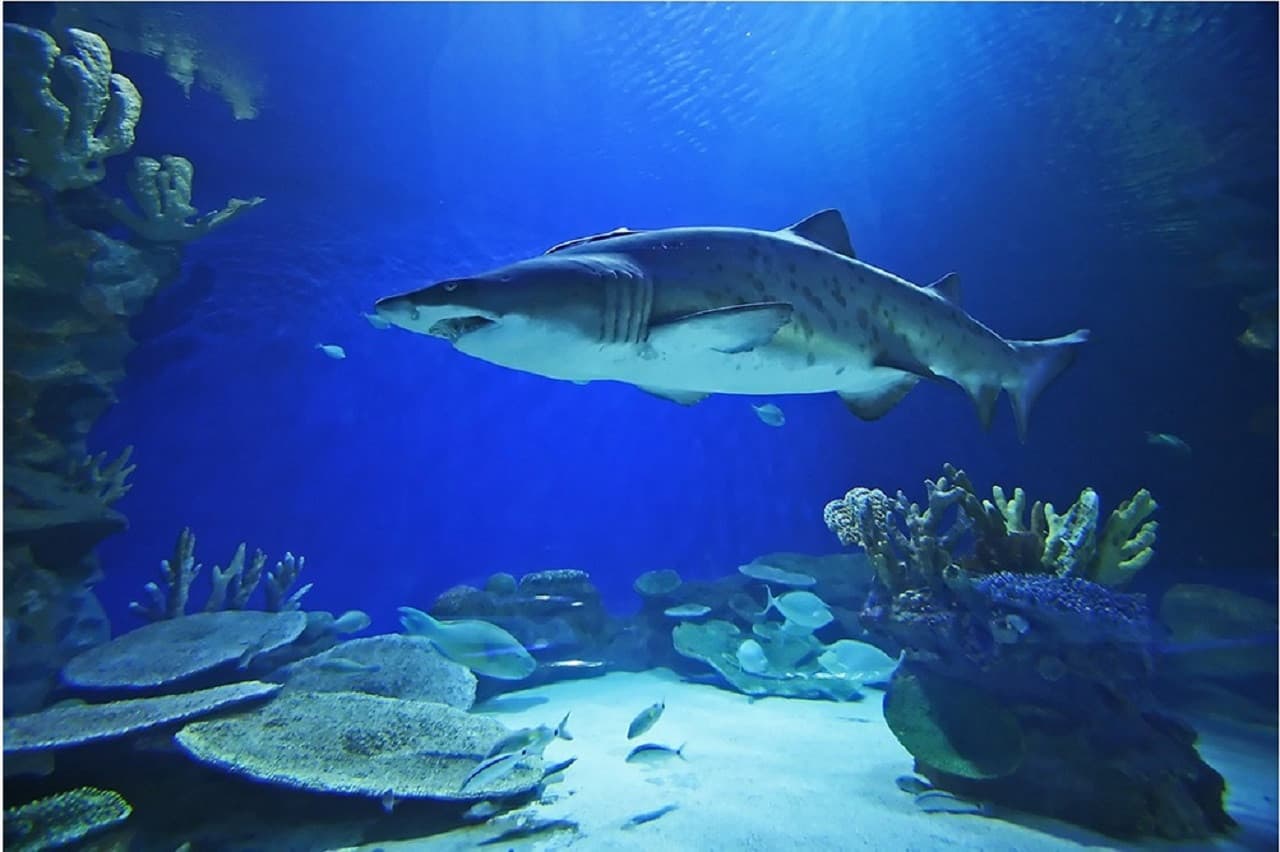 Dubai Aquarium and Underwater Zoo Ticket - სურათი 7