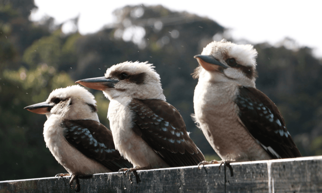 Grampians National Park Day Tour from Melbourne - სურათი 13
