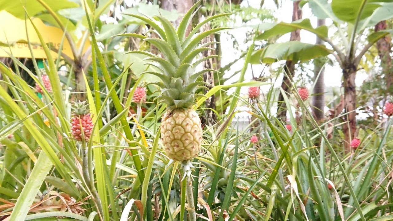 Okinawa Nago Pineapple Park - სურათი 9