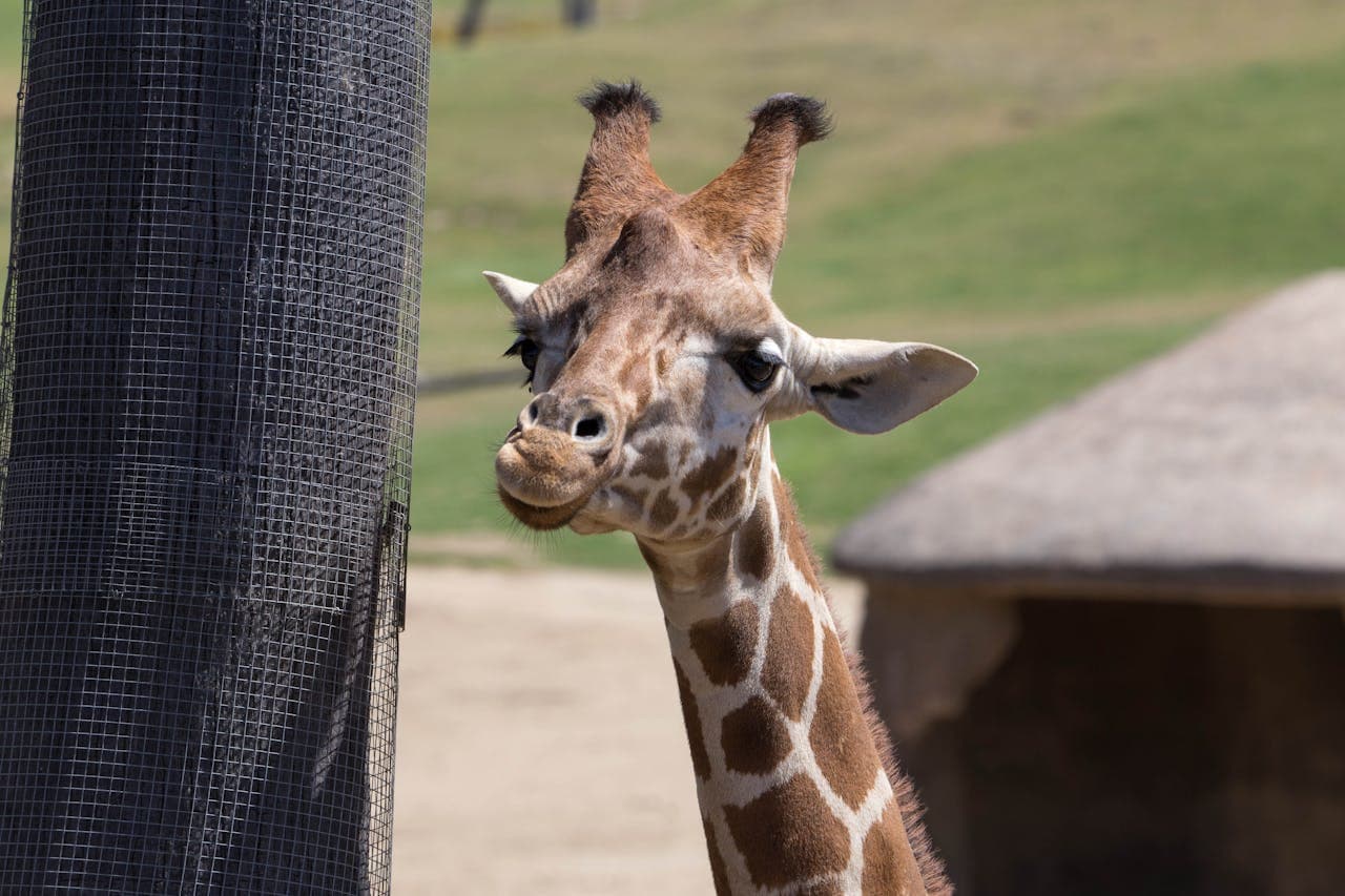 San Diego Zoo Safari Park Ticket - სურათი 6