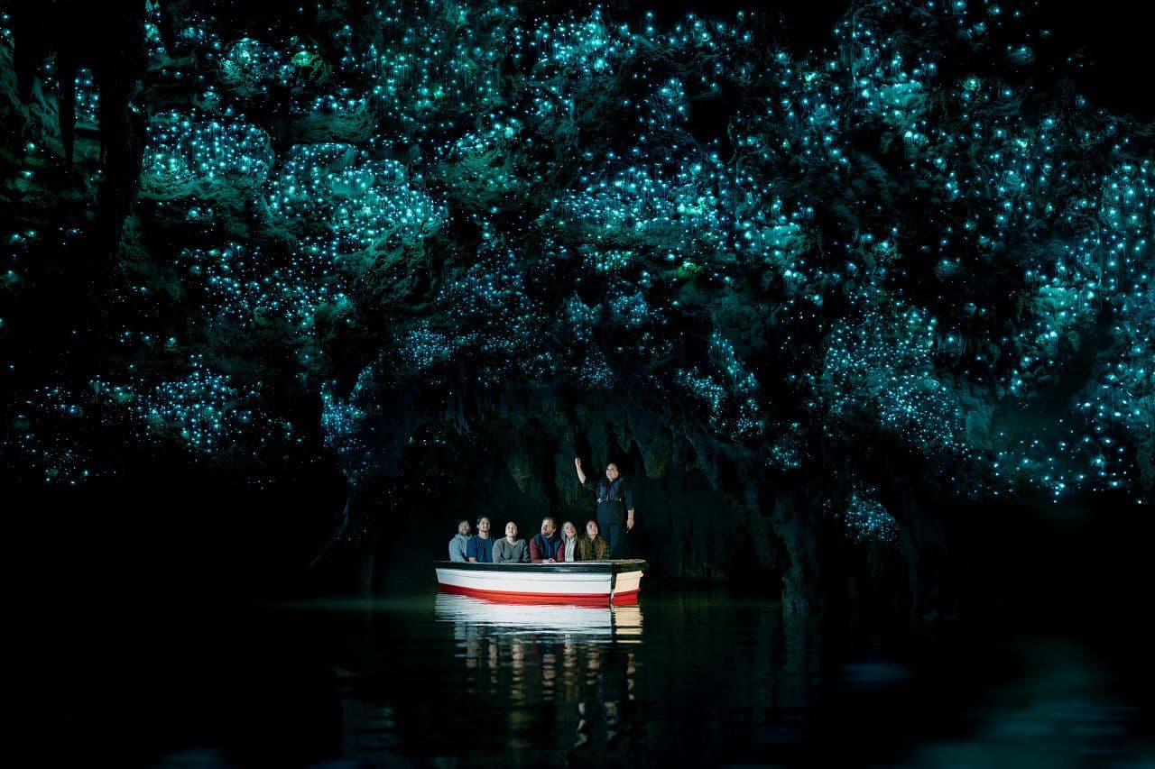 Waitomo Glowworm Caves Guided Tour - მთავარი სურათი