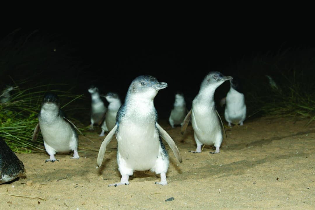 Phillip Island with Penguin Parade Eco Tour - სურათი 8