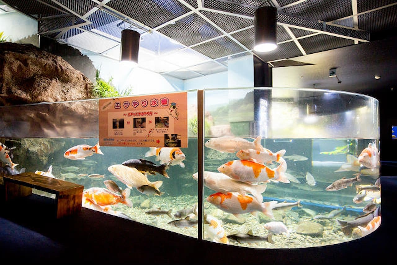 Salmon Hometown Chitose Aquarium Ticket - სურათი 6