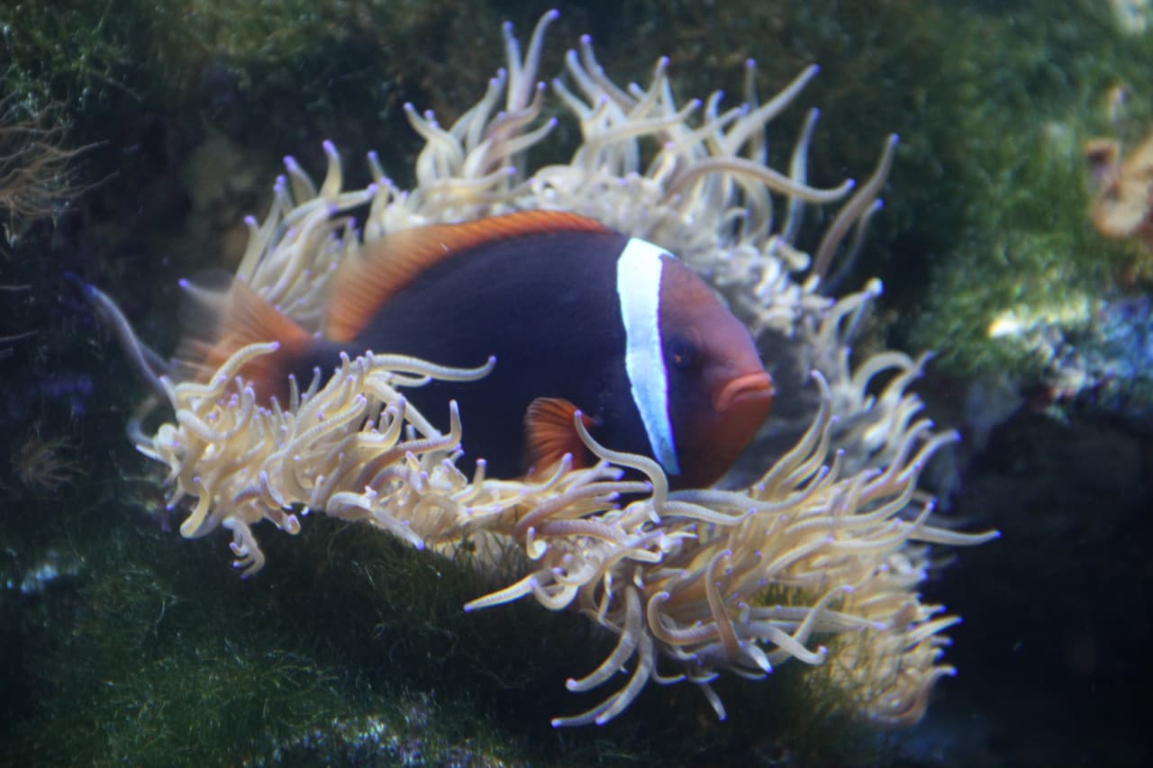 Underwater World Langkawi Ticket - სურათი 10