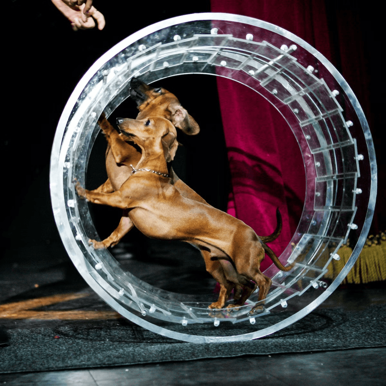 V Theatre Las Vegas - Popovich Comedy Pet Theatre - მთავარი სურათი