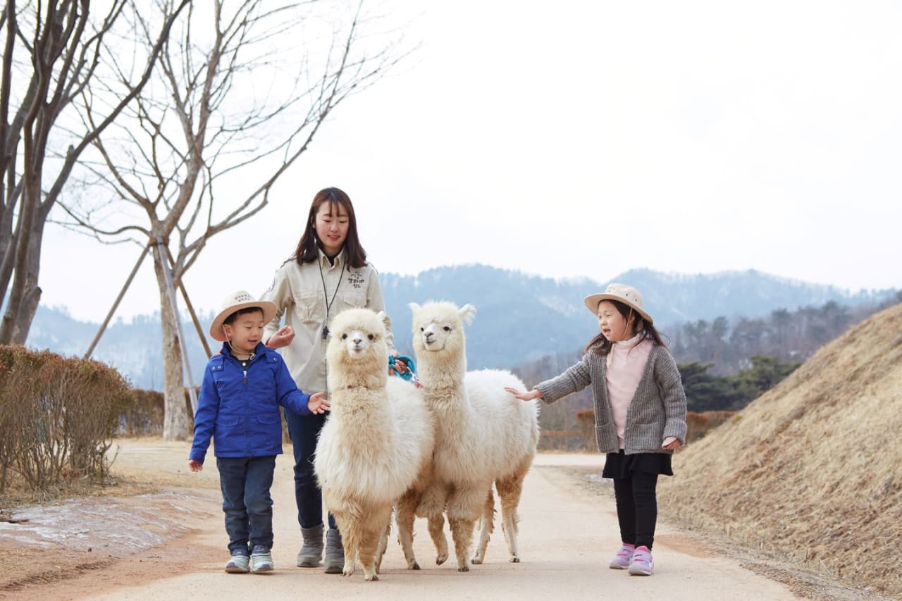 Alpaca World, Nami Island, and Garden of Morning Calm Tour from Seoul - მთავარი სურათი