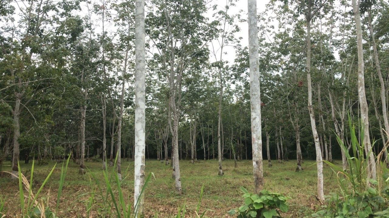 Langkawi Countryside Biking Tour - სურათი 6