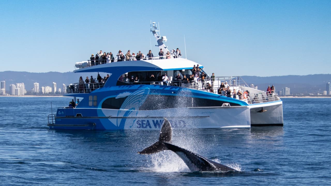 Gold Coast Whale Watching Cruise aboard Sea World Cruises - მთავარი სურათი