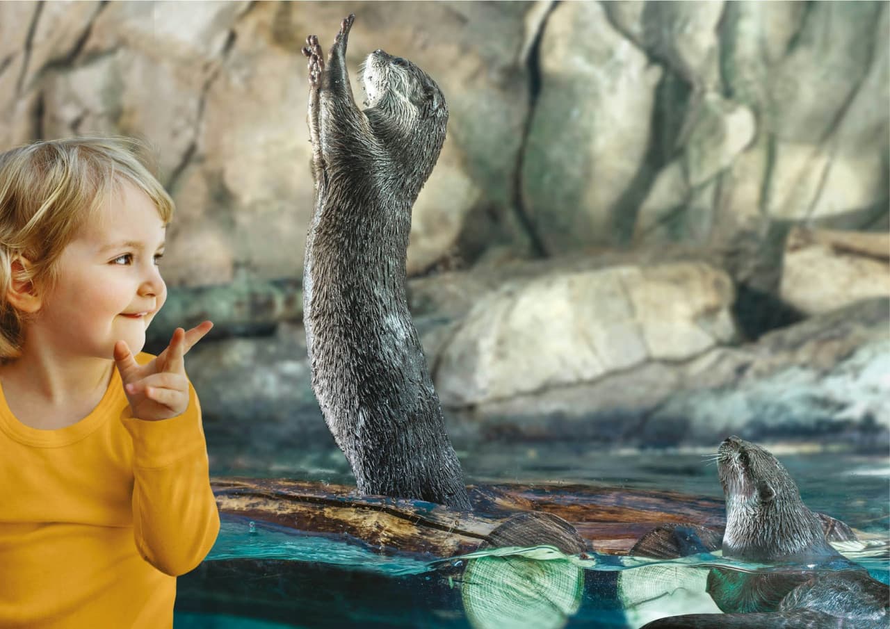 Aquarium of Cattolica Ticket - სურათი 5
