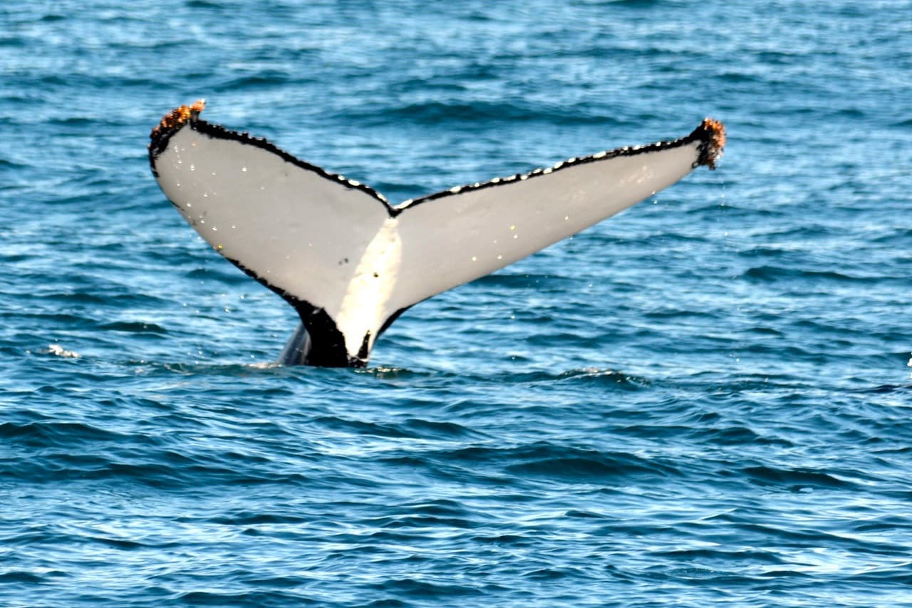 Sydney Whale Watching Cruise with Breakfast or Lunch with Sydney Princess Cruises - სურათი 14