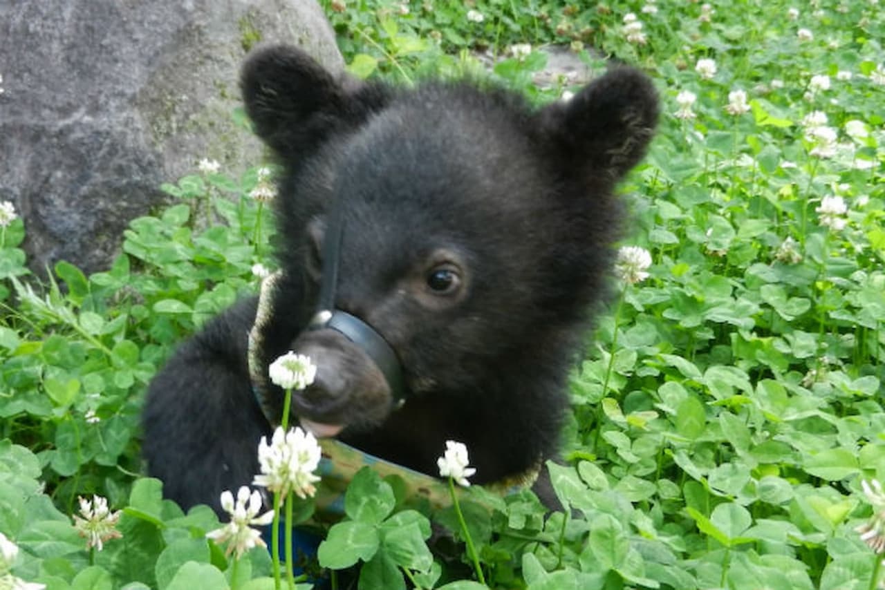 Gifu Okuhida Bears Park Ticket - სურათი 2