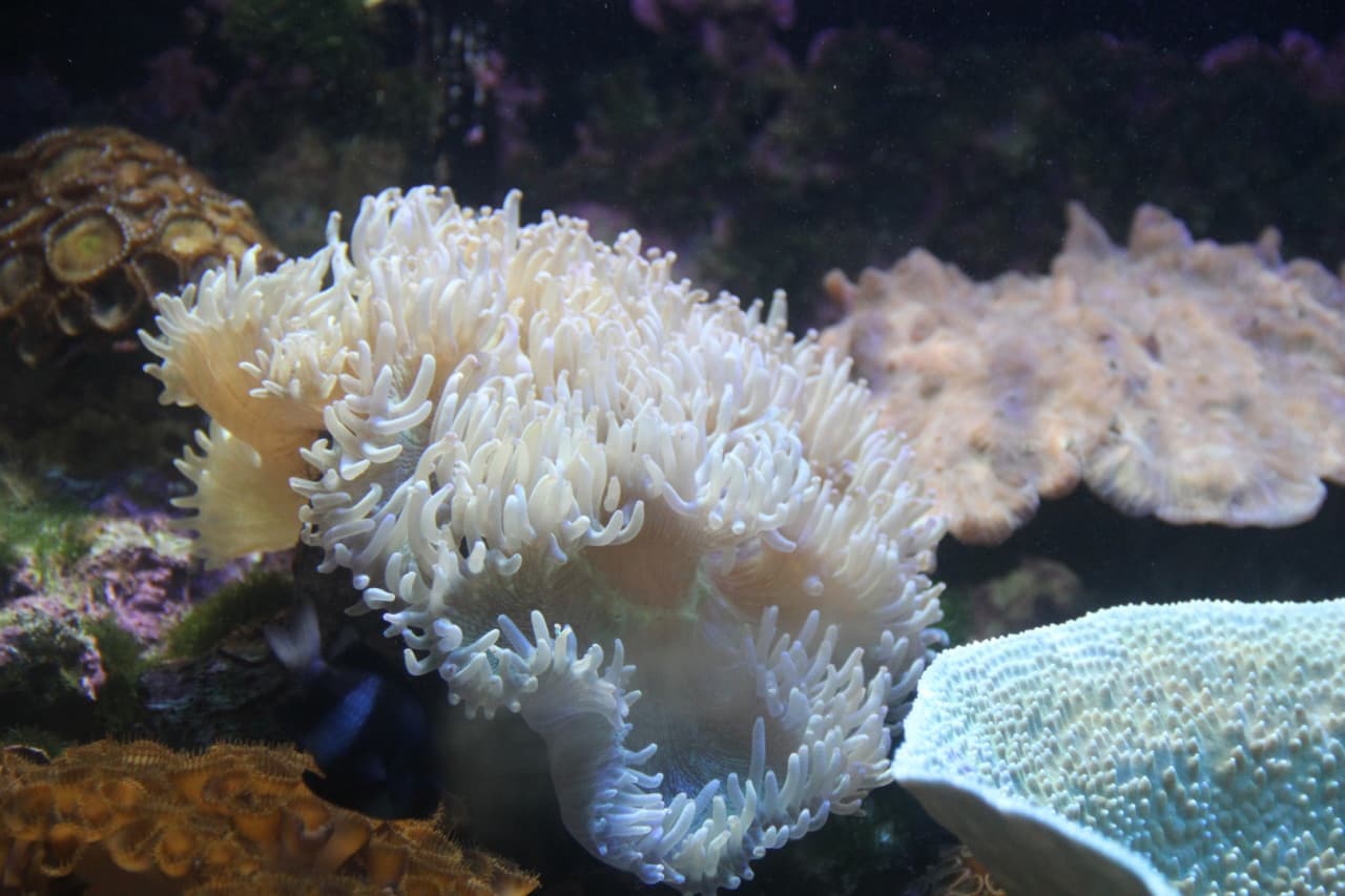Underwater World Langkawi Ticket - სურათი 6