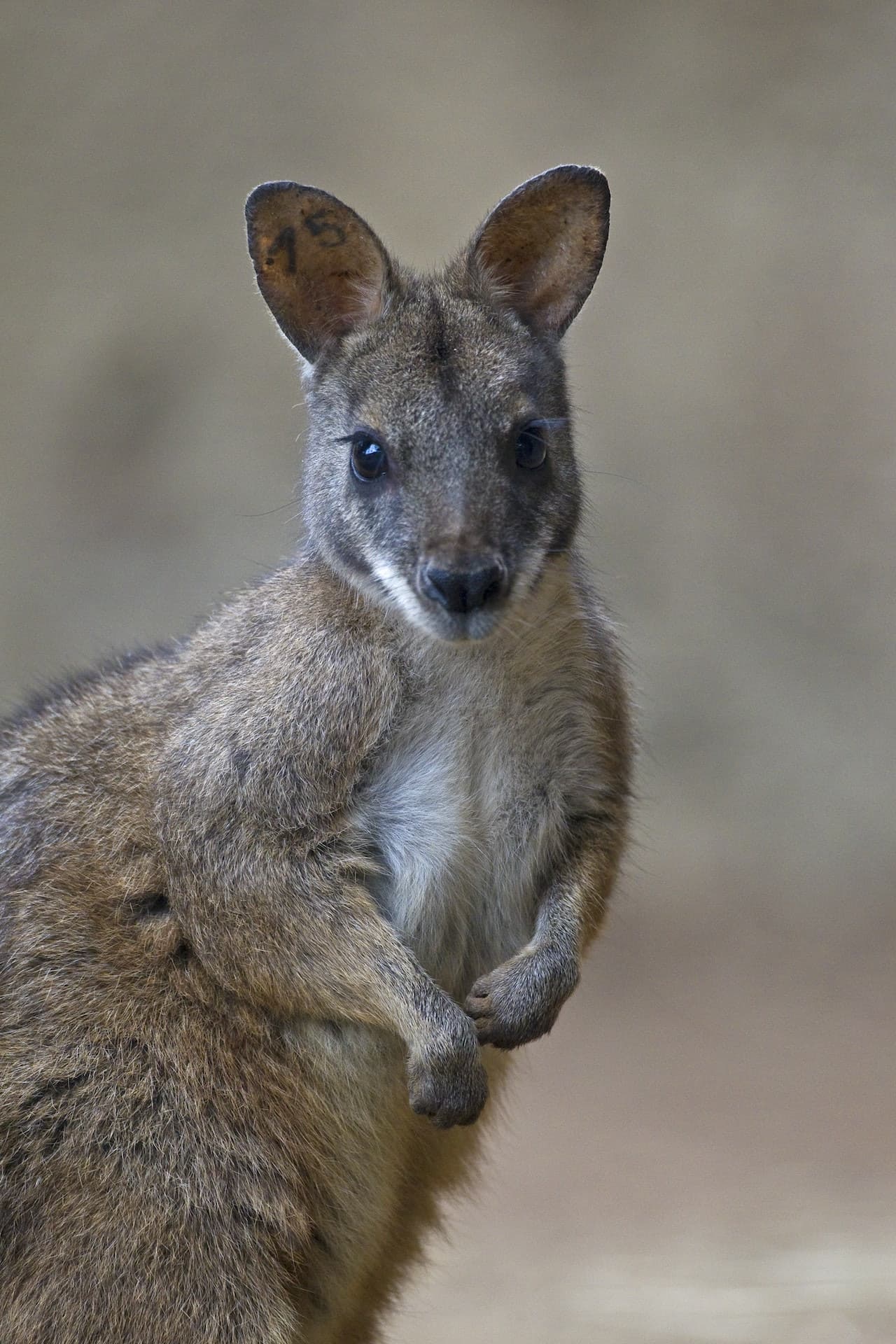 San Diego Zoo - სურათი 6