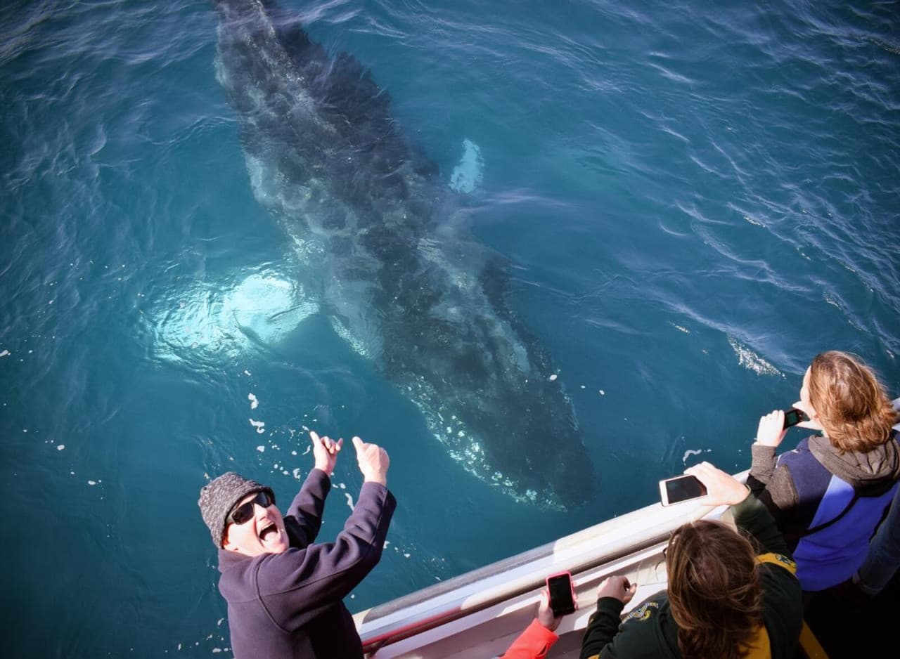 Wilsons Promontory Whale Watching Sightseeing Cruise - მთავარი სურათი