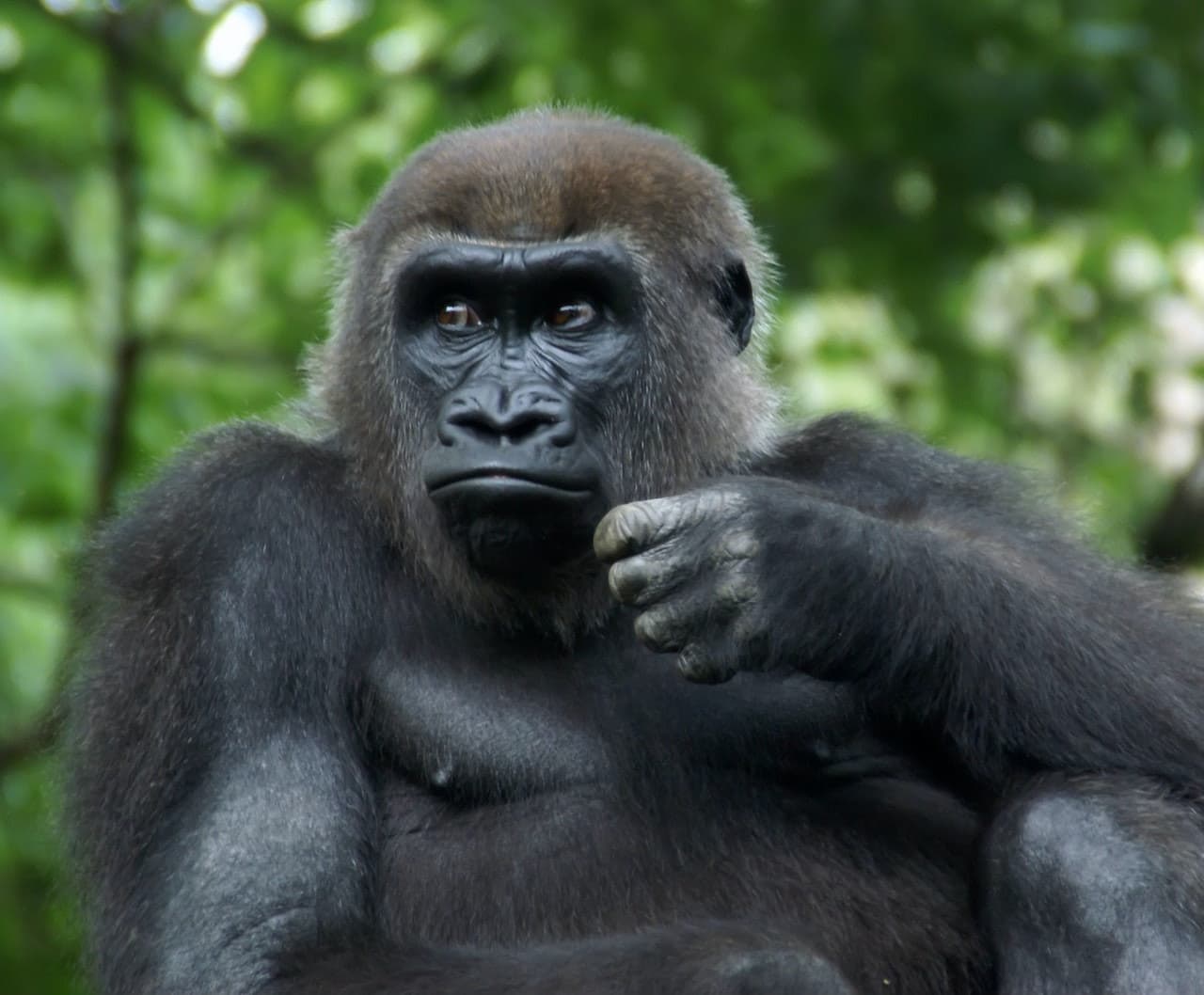 Bronx Zoo - სურათი 7
