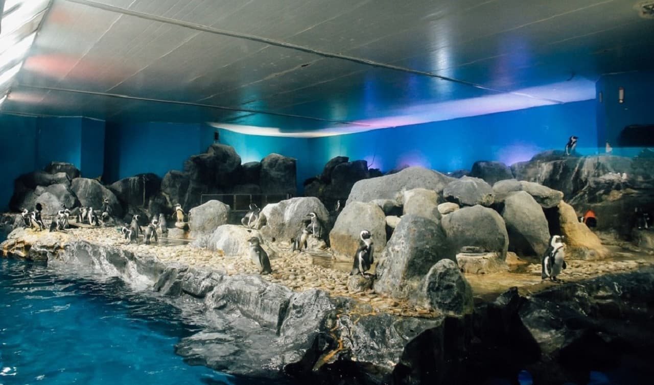 Underwater World Langkawi Ticket - სურათი 11
