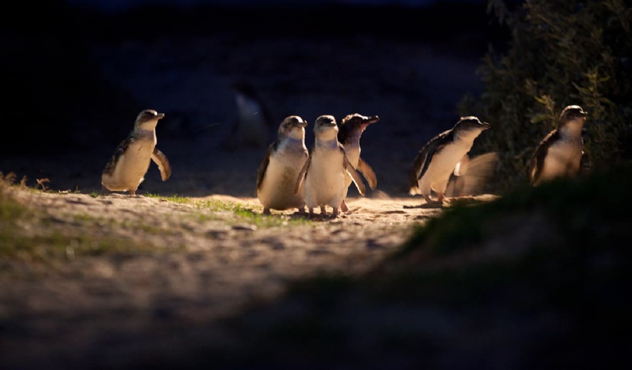Phillip Island Nature Parks - Penguin Parade Ticket - სურათი 7