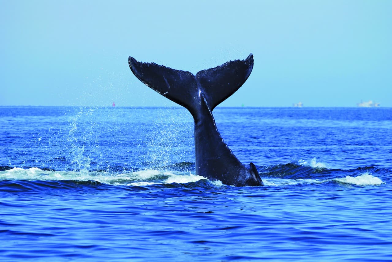 Sydney Whale Watching Cruise with Breakfast or Lunch with Sydney Princess Cruises - სურათი 5