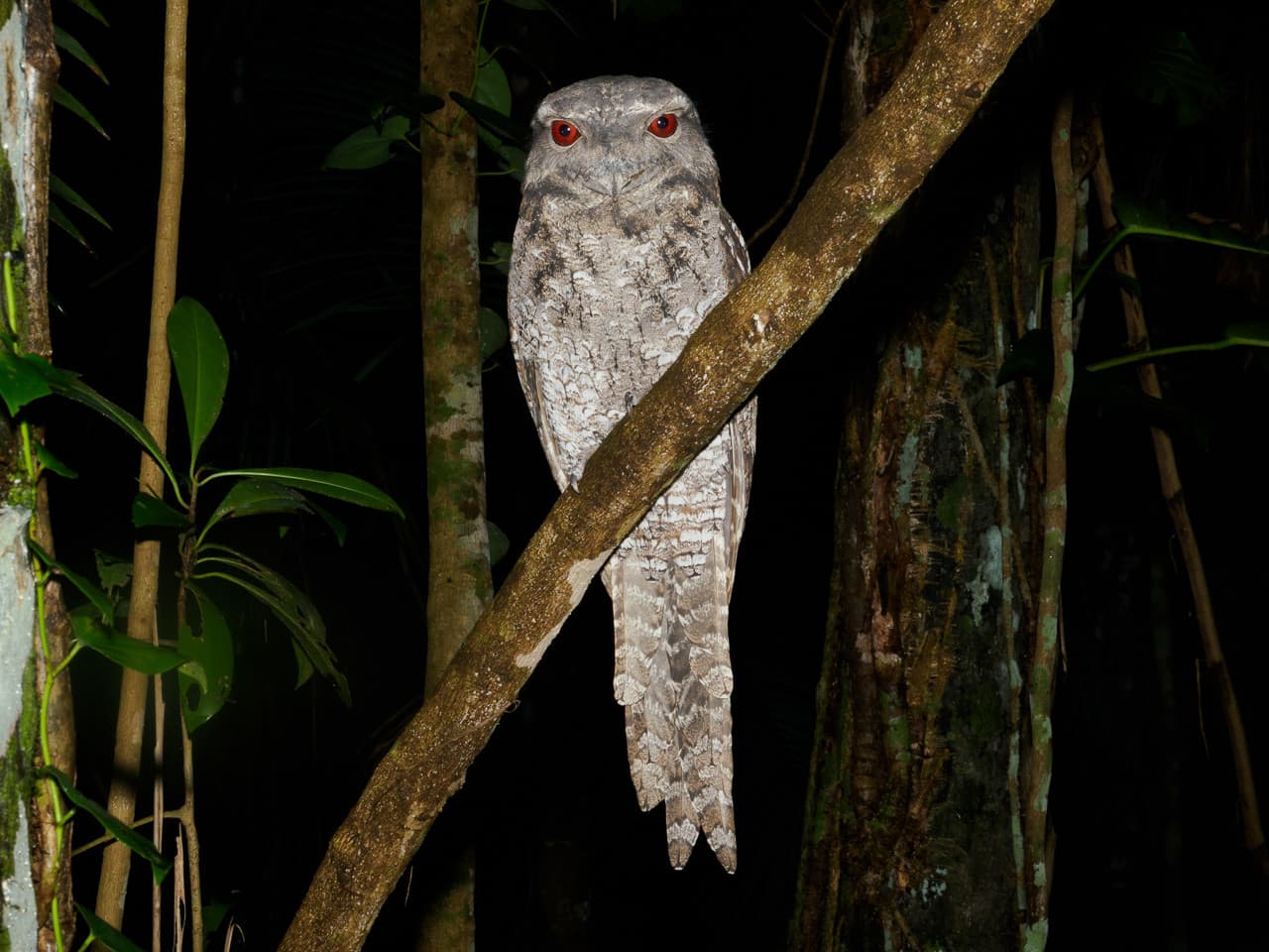 Cairns Botanic Gardens Night Walk Experience - სურათი 5